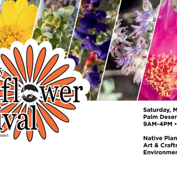 Wildflower Fest 2026